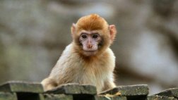 Macedonia: Roban monito de zoológico para regalárselo a su hija