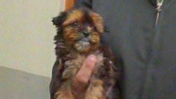 Detenidos por teñir a cachorros y venderlos como perros de raza