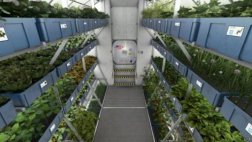 El "gran salto" de la NASA con la primera lechuga espacial