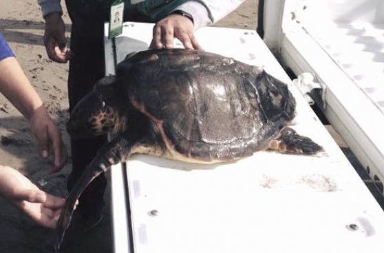 Tortuga marina fue hallada en Tacna con serio daño por costal
