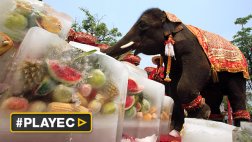 El elefante, símbolo de Tailandia, celebró su día mundial