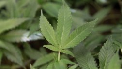 Bolivia decomisa 2,5 toneladas de marihuana que iban a Chile