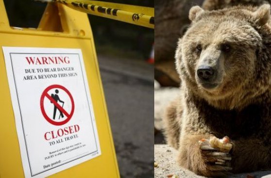 Sacrifican a osa grizzly que mató a un turista en Yellowstone