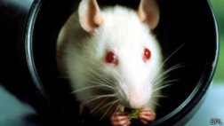 Científicos crean ratones 'superinteligentes' y menos ansiosos