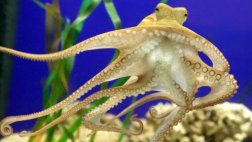 El pulpo fue uno de los primeros seres inteligentes del planeta