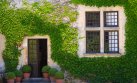 Cubre los muros de tu casa con plantas trepadoras