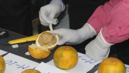 Transportaban cocaína en naranjas e instrumentos de albañilería