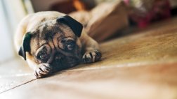 Tu mascota también puede sufrir de depresión