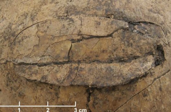 Hallan evidencias de una masacre prehistórica en Europa