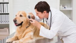 Pacífico: seguros de hogar también tendrán servicio para perros