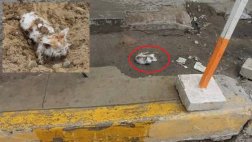 Quemó a gatos recién nacidos y los lanzó desde tercer piso