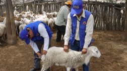 Fenómeno de El Niño: Minagri ejecuta plan para combatir plagas