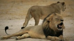 Zimbabue: Acusan al dueño de las tierras donde murió Cecil