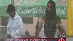 Huaura: apicultor cubrió su cuerpo de abejas durante festival