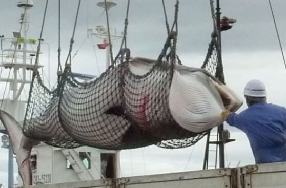 La caza de animales adultos afectaría los ecosistemas