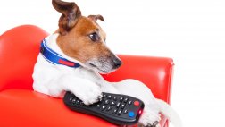 ¿Los perros y gatos pueden ver televisión?