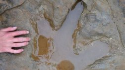 Científicos descubren raras huellas de dinosaurio en Alemania