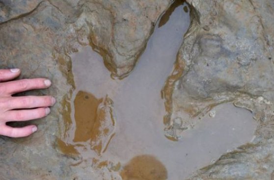 Científicos descubren raras huellas de dinosaurio en Alemania