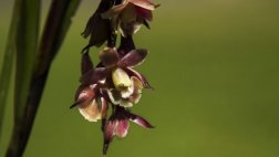 Descubren tres nuevas especies de orquídeas en Machu Picchu