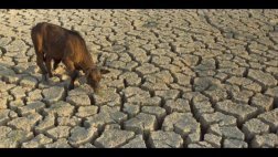 Sequía obliga a animales a buscar alimentos en zonas urbanas