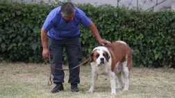 Murió perra San Bernardo que fue usada como ‘burrier’ por mafia
