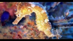 El cambio climático provocará extinción de especies marinas