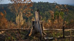 En 35 años se talará un área de bosque tropical similar a India