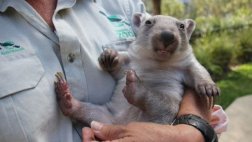 Una enfermedad amenaza a dos especies de mamíferos en Australia
