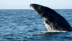 Detectan número récord de ballenas jorobadas en Australia