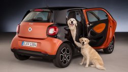 Smart ForFour, el mejor auto para el perro