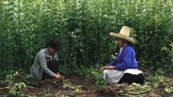 ¿Cuánta gente vio "Hija de la laguna" y "Avenida Larco"?