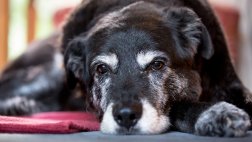 Cuidados para proteger a tu perro durante su vejez