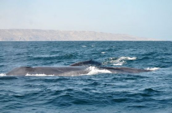 Una ballena azul y su cría fueron avistadas en mar de Piura