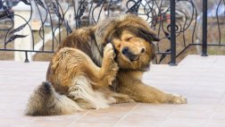 ¿Qué puede causarle alergia a nuestro perro?