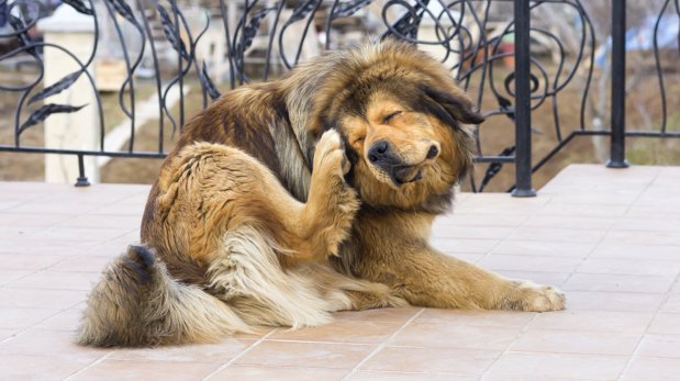 ¿Qué puede causarle alergia a nuestro perro?