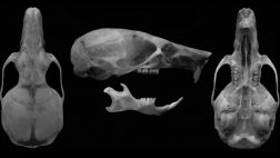 Descubren nueva especie de ratón en bosques de Chile