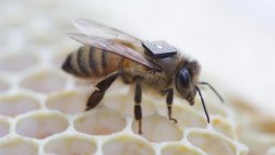 Colocan microsensores para saber por qué mueren las abejas