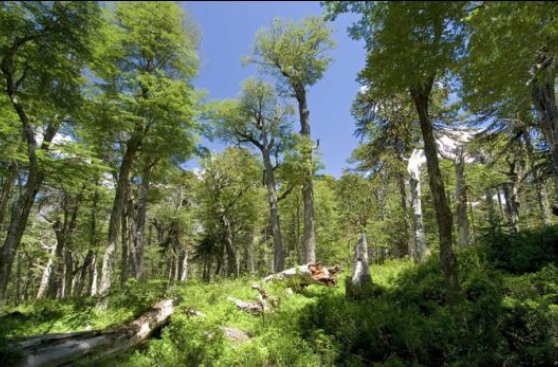 En la Tierra hay 3 billones de árboles, asegura estudio