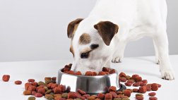 ¿Cuánta comida le debo dar a mi perro?