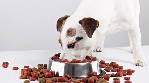 ¿Cuánta comida le debo dar a mi perro?