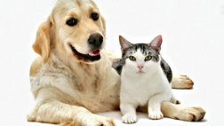 ¿Por qué los gatos son más independientes que los perros?