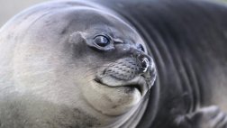¿Los animales gordos sufren ataques cardíacos?