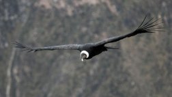 De Nasca a Ayacucho: la ruta por donde el cóndor pasa