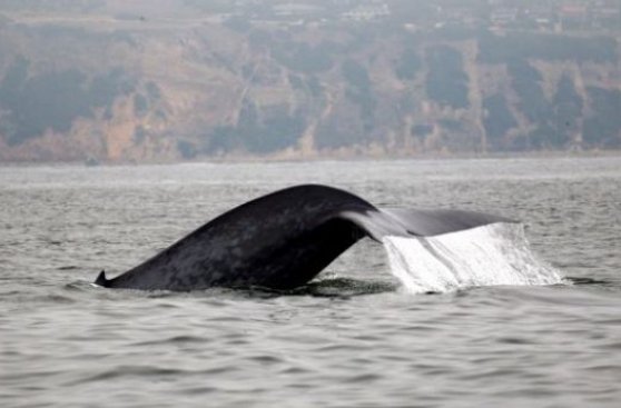 Los cetáceos de una misma especie tienen "culturas" diferentes