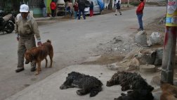 VES: envenenan a once perros para robar casas y autos