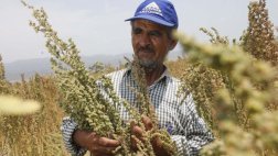 Peruano desarrollará nuevas variedades de quinua en el país