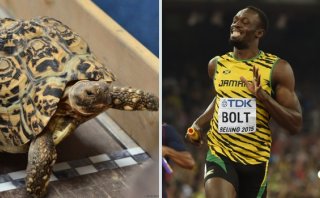 ¿Cuánto tiempo le tomaría a una tortuga disputar 100m planos?