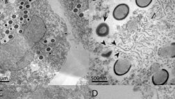 Investigadores revivirán un virus prehistórico gigante