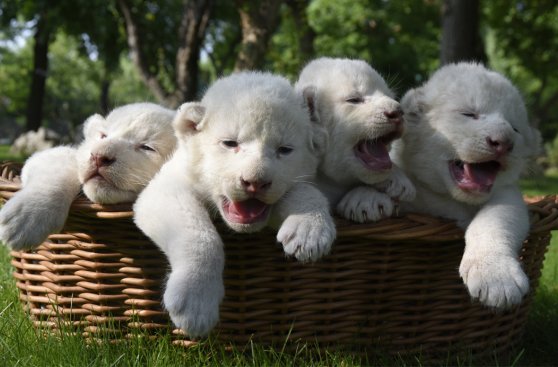Leones y tigres bebé concientizan sobre la cacería en Crimea