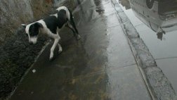 Rabia canina: mujer embarazada habría sido contagiada en Puno